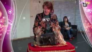 Cats&DogsTV - УДИВИТЕЛЬНЫЙ МИР СОБАК - СОБАКИ ПОРОДЫ ЙОРКШИРСКИЙ ТЕРЬЕР / YORKSHIRE TERRIER Cats&DogsTV - УДИВИТЕЛЬНЫЙ МИР СОБАК - СОБАКИ ПОРОДЫ ЙОРКШИРСКИЙ ТЕРЬЕР / YORKSHIRE TERRIER