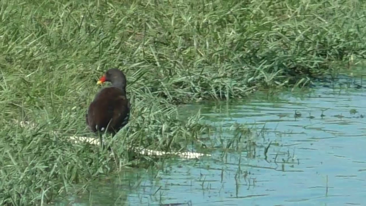 Gallinule coming upon a recently-deceased watersnake. in The Villages, Florida