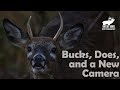 Shootin’ It With Shopes: Bucks, Does, and a New Camera (Whitetail Deer Photography)