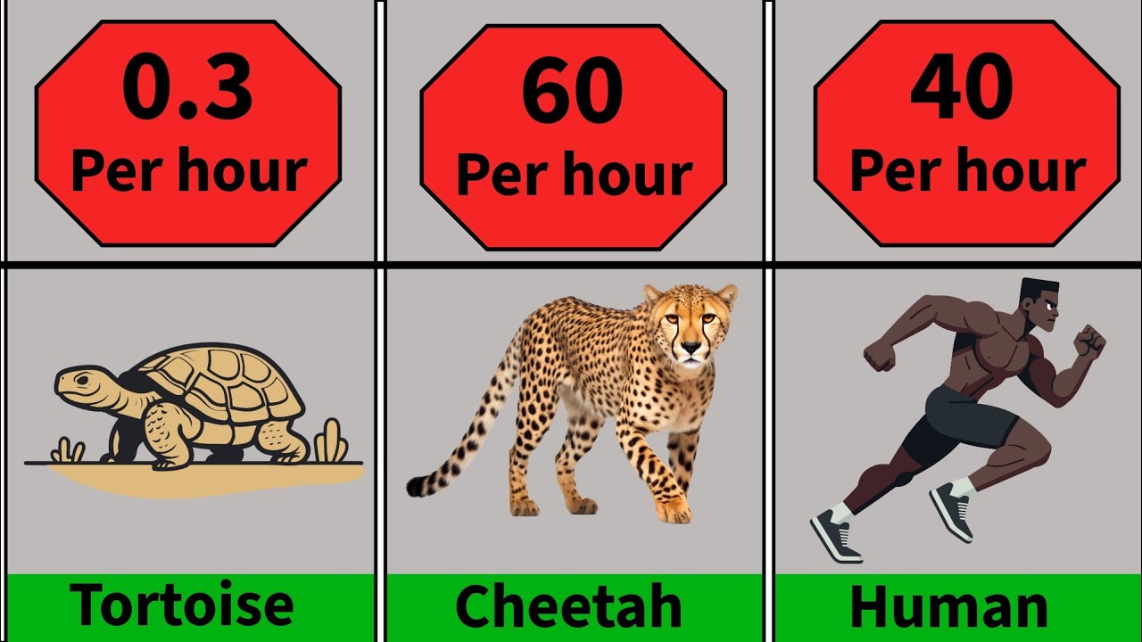 how the speed of the animals is | Animal speed km/hour? - YouTube
