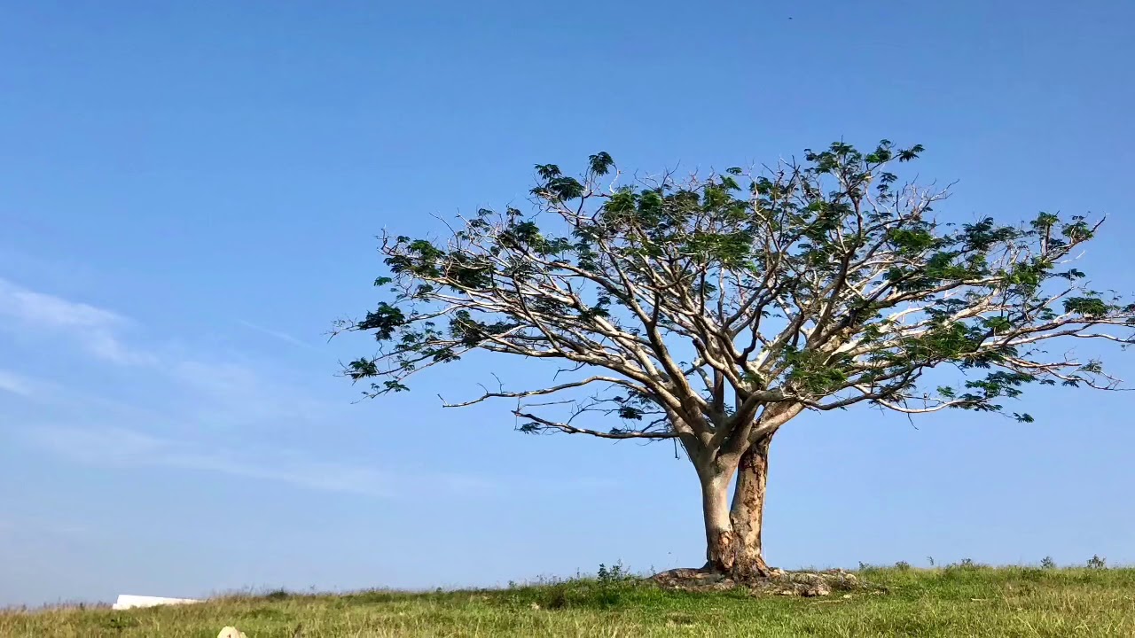 Saving our tree - YouTube