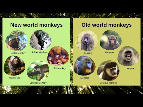 Video: Ar kādu pērtiķi mēs esam visvairāk radniecīgi?