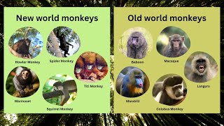 New world monkeys and Old world monkeys - differences, features, characteristics, examples