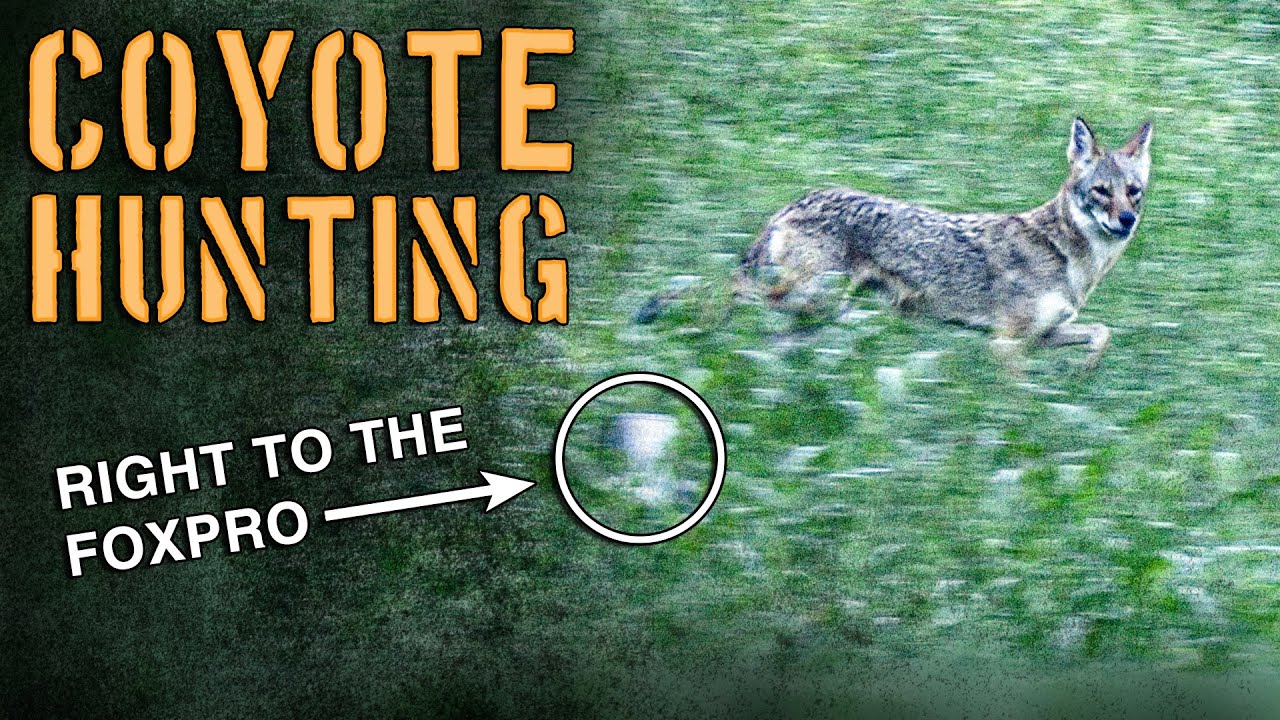 Coyote Hunting Tricks And Tactics YouTube coyote-hunting-tricks-and-tactics-youtube