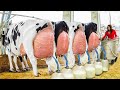 Awesome Girls On The Dairy Farm | Amazing Spreading Straw | Agro Monster Machines 2022 - Live Stream