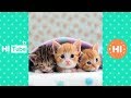 ♥面白いことをしているかわいい犬と猫P24♥面白い動画2018