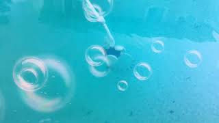 Bob The Pool Cleaner