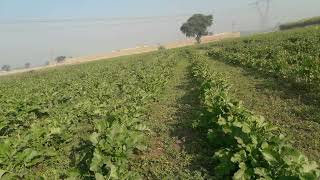 گھاس میں سرسوں چھوڑنے کا صحیح طریقہ|Actual way to leave mustard in grass|farm| agriculture