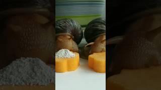 Cute African Snails Are Eating A Delicious Breakfast #Bigsnail #Funnysnail