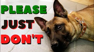 9 Things You MUST NEVER EVER Do To A BELGIAN MALINOIS