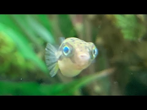 淡水フグ ちびアベニーパファー仲間入り Small Dwarf Pufferfish Joins Youtube