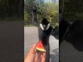 Tingkah siamang yang lucu #hewanlucu #monkey