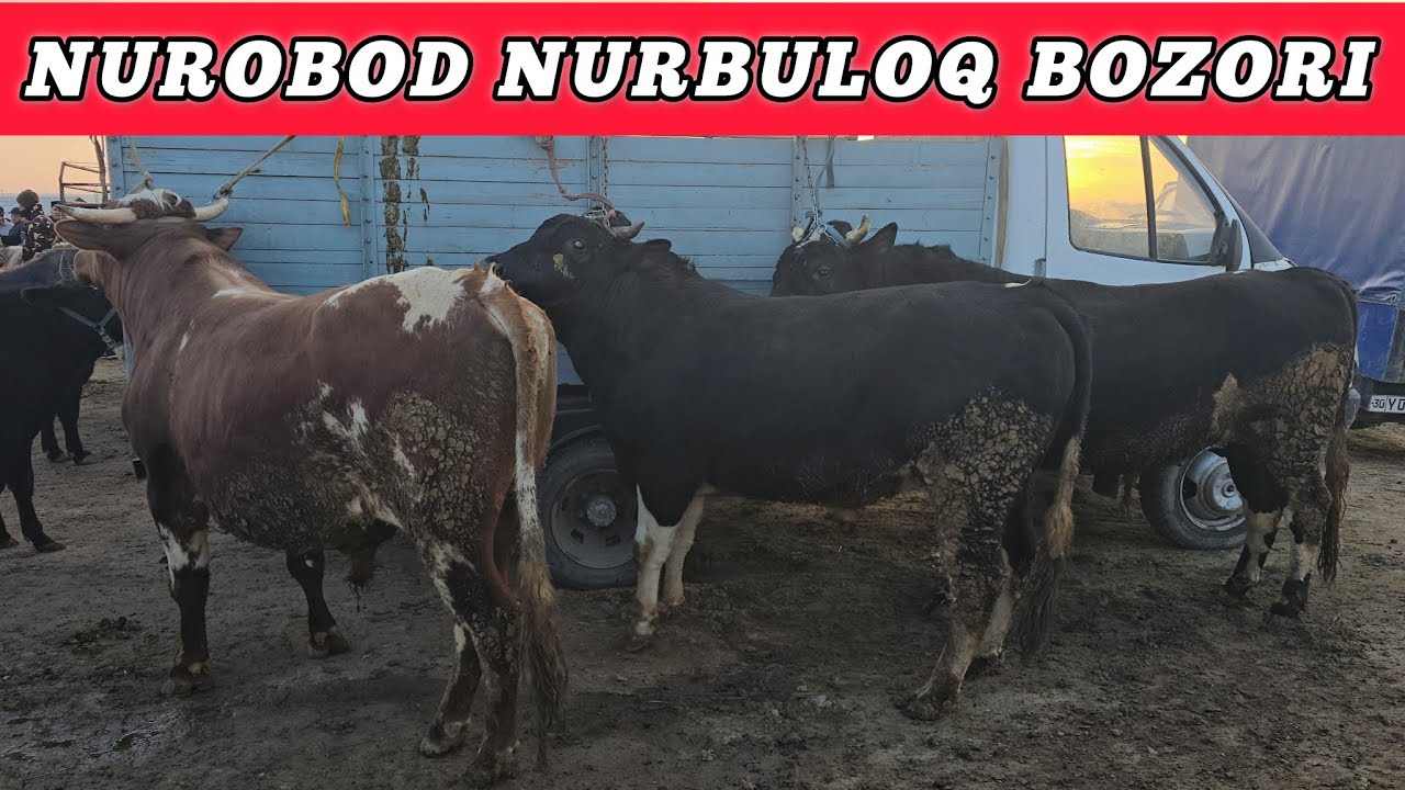 SAMARQAND NUROBOD NURBULOQ MOL BOZORI 