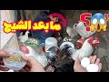 الدجاج وضع بيض تاثير مشروب الشيح على الطيور 