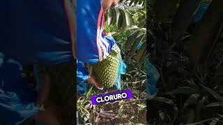 Que Debo Abono Usar En La Guanabana?