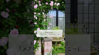 【おすすめ】トゲ少なめ！誘引しやすいつるバラ７選 #バラ #ガーデニング #つるバラ #庭づくり
