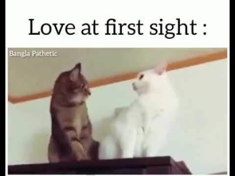 cat-love-at-first-sight