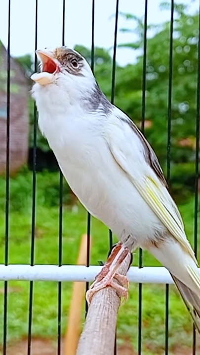 Burung kenari #kenarigacor #pancingankenari #canary #canarias #birdslover #kenarimania #kicaumania