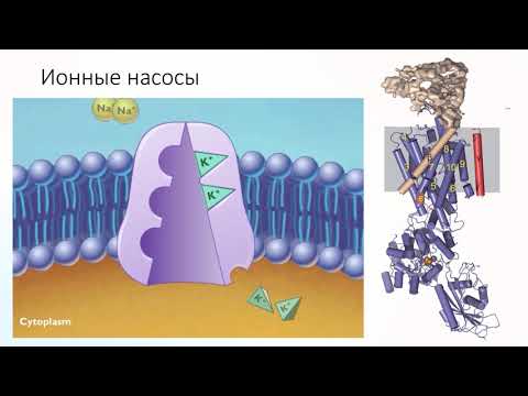 Видео: Какие бывают типы ионных каналов?