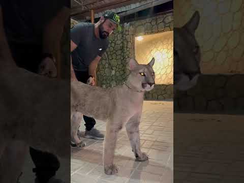 موصفات الجمال عند أسد الجبل