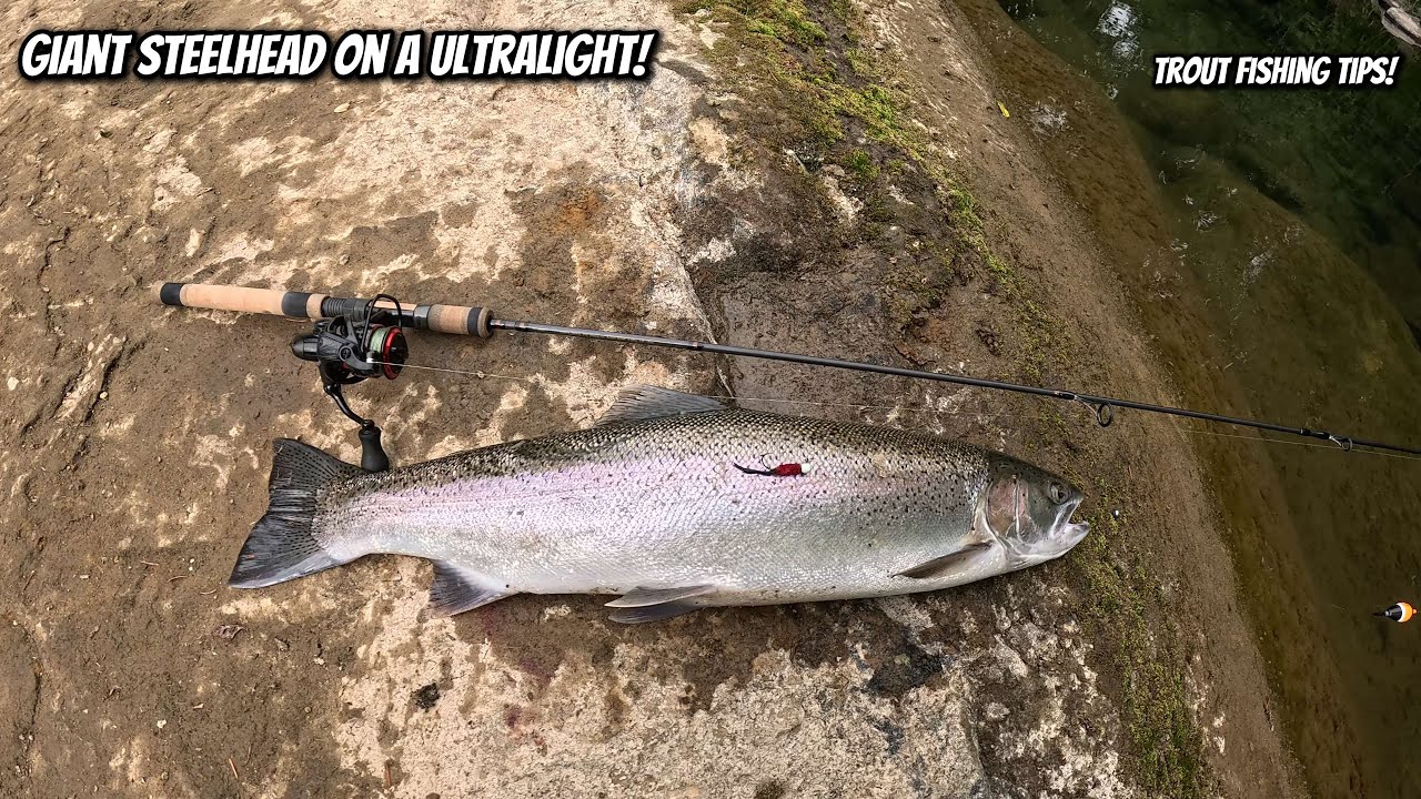 Only Lure You NEED to Catch GIANT River Steelhead or Trout!