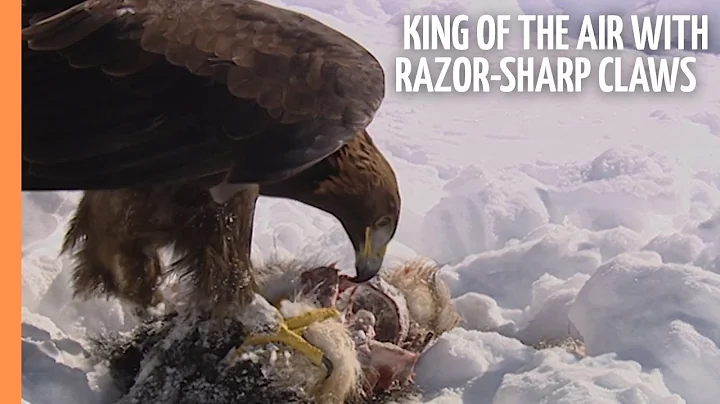 The Golden Eagle - King of the air with razor-sharp claws | Full Documentary
