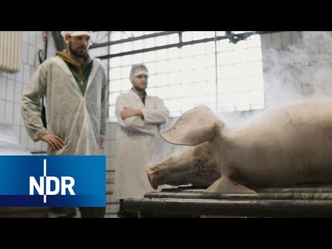 Kannst Du ein Tier töten? (2/2) | DIE REPORTAGE | NDR Doku