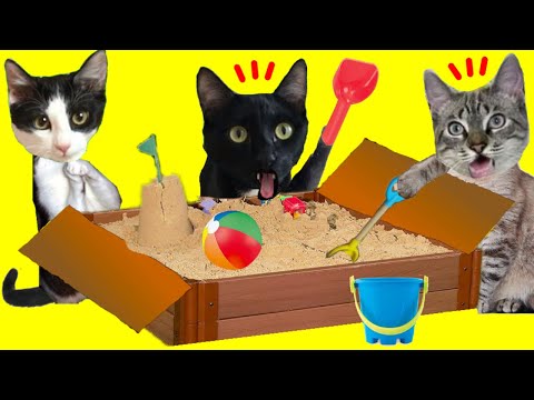 Playa en casa para gato con caja de cartón y arena en la vida real / Videos de gatos Luna y Estr