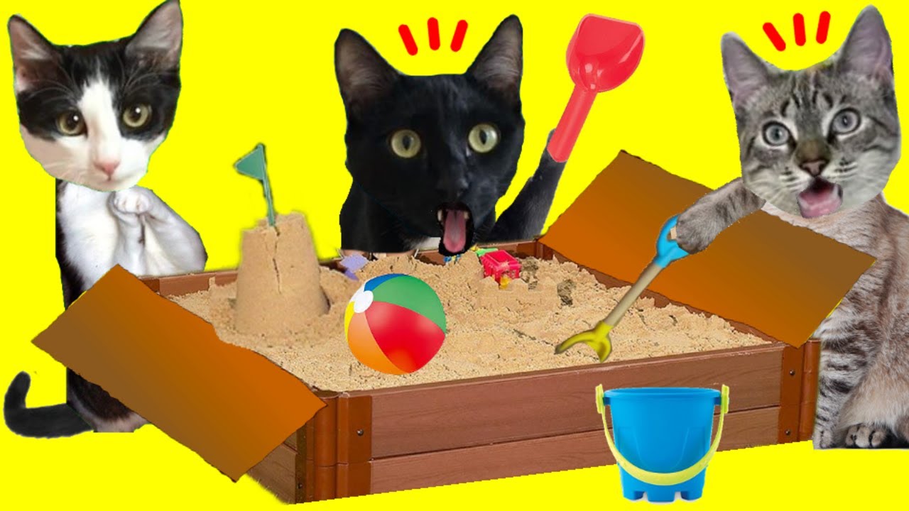 Playa en casa para gato con caja de cartón y arena en la vida real / Videos de gatos Luna y Estrella