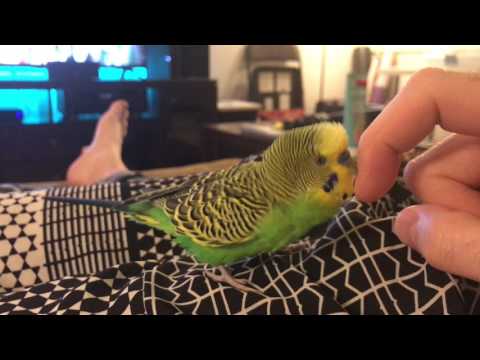 Kiwi Talks Again - 4K video of parakeet/budgie talking for minutes on end!