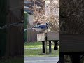 Birdie Friends!!!🪶 #birds #birding #bluejay #mockingbird #bluebirds