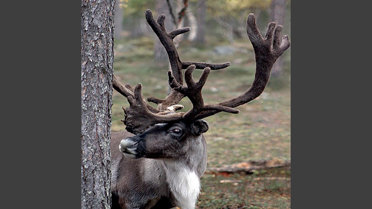 Isänmaa (Maa sankareiden)