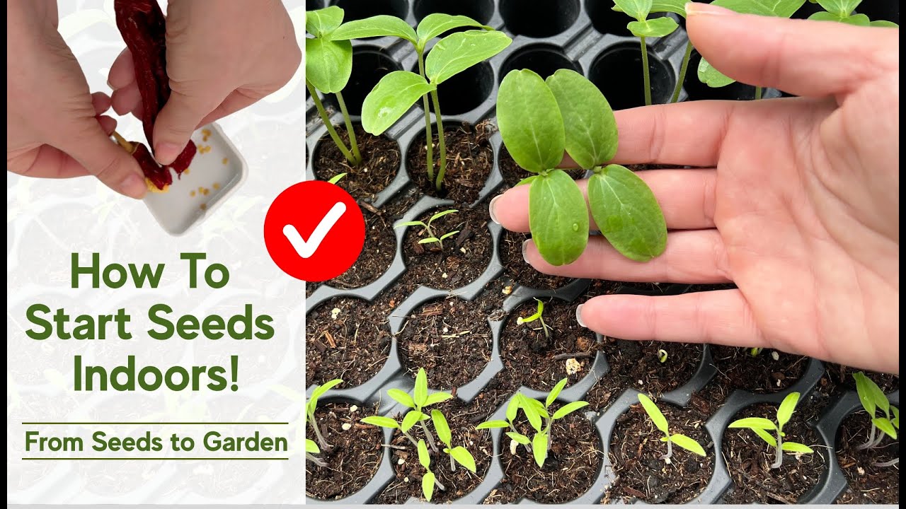 How to Start Seeds Indoors 🌱 Essential Tips for Growing a Vegetable ...