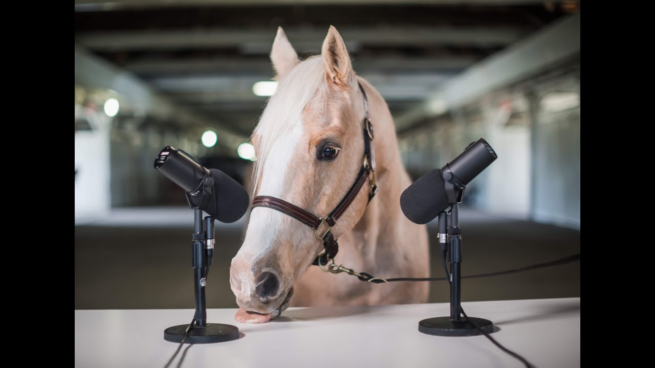 NEIGHSMR (aka Horse Eating ASMR) YouTube