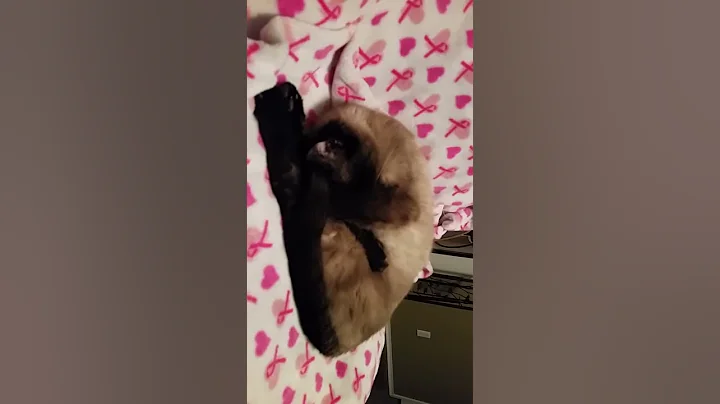 Siamese quickly falls asleep!