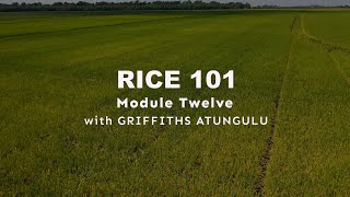 Rice 101: Module 12- Factors Affecting Milling Quality