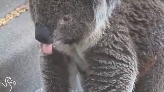 This Koala Is Drinking Water...And That’s a Very Bad Sign
