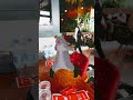Şişko fare edit