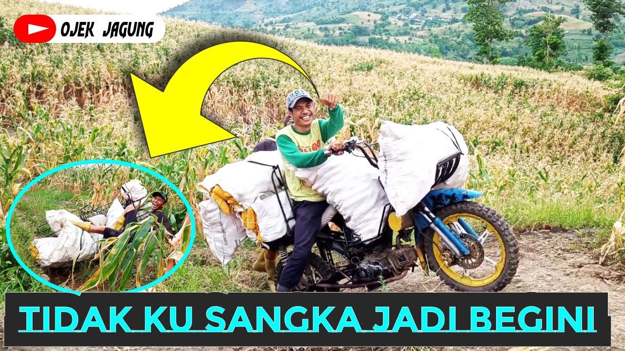 OJEK JAGUNG BIRINGBULU paling!!  ekstrem tidak ku sangka bigini jadinya