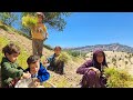Harvesting in the Farm: The Efforts of Hardworking Nomadic Twins to Harvest 🌾🏔️👧👧