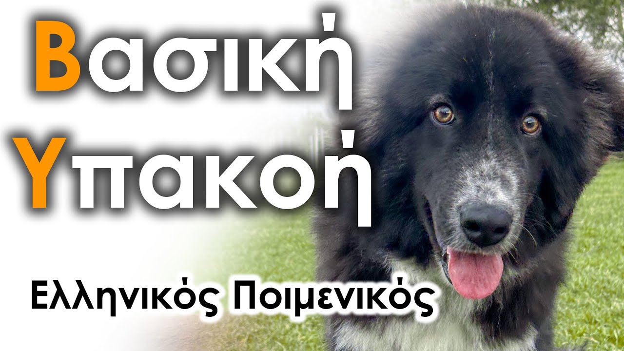 Βασική Υπακοή - Εκπαίδευση Σκύλου #40 | Ελληνικός Ποιμενικός Tommy 10 μηνών