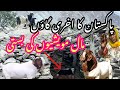 Mountain Village where there is a colony for goats / Unique Village of Gilgit Baltistan Ghanche