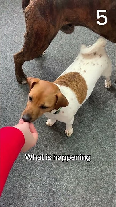 Kinpur Pet Care - YouTube