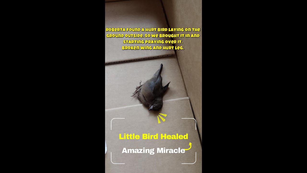 Broken Wing, Broken Leg — Watch This Bird's Miraculous Healing