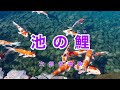 池の鯉|歌詞付き|出て来い 出て来い 池の鯉