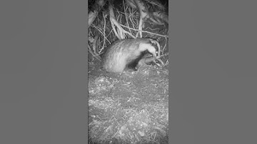 I waited four months to see a badger do this