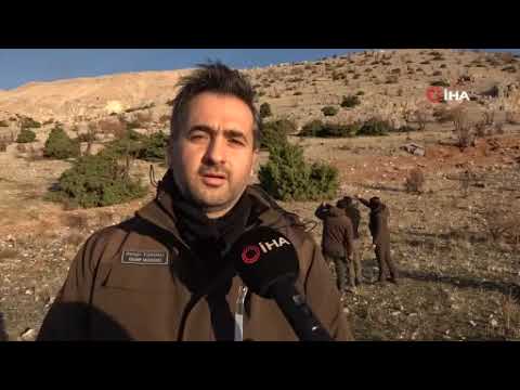 Adıyaman’da yaban keçileri tek tek sayılıyor