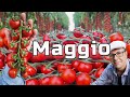 Maggio tanti frutti che aspettano di essere raccolti e mangiati Pomodori di tutti i tipi e orto