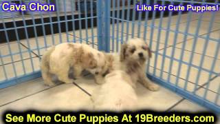 Cava Chon, Puppies For Sale, In, Bellevue, Washington, WA, Yakima, Kitsap, Thurston, Clark, Spokane,