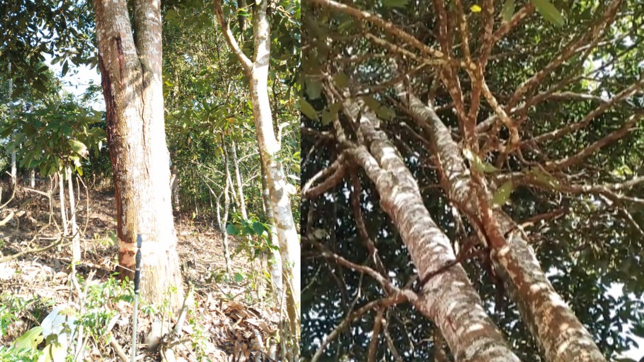 Mematikan pohon mangga ukuran besar tanpa di tebang